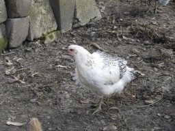 oiseaux_et_poules_20211127_1352082094